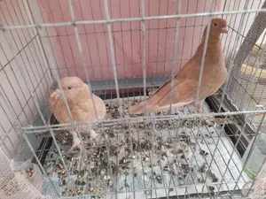 Australian Ghiachulli Pigeon New Adult