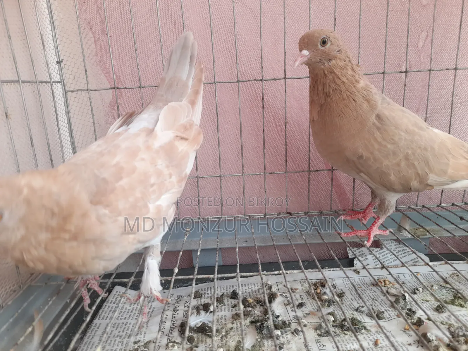 Australian Ghiachulli Pigeon New Adult