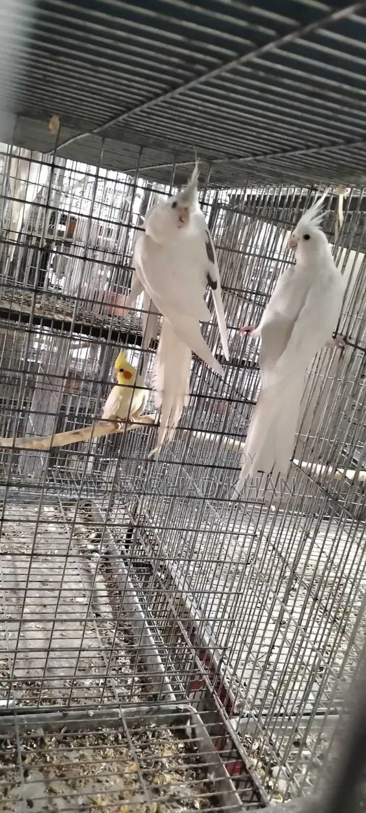 Healthy and strong 40 pairs of Cockatiel birds for sale.