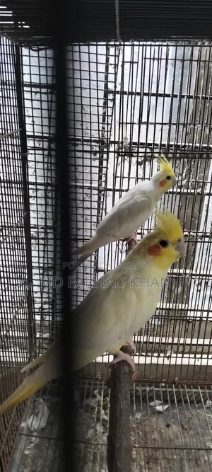 Healthy and strong 40 pairs of Cockatiel birds for sale.