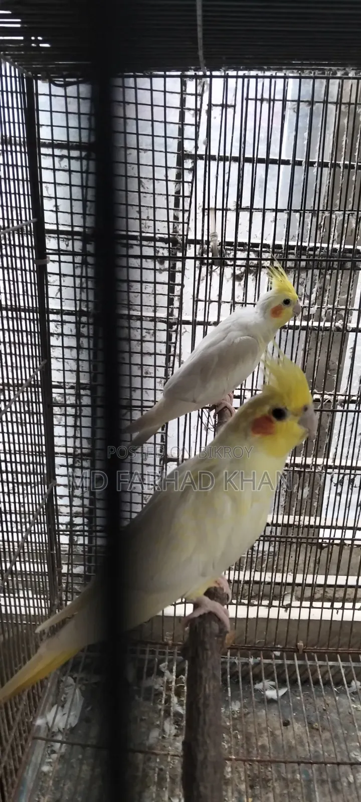 Healthy and strong 40 pairs of Cockatiel birds for sale.
