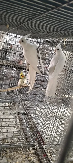 Healthy and strong 40 pairs of Cockatiel birds for sale.