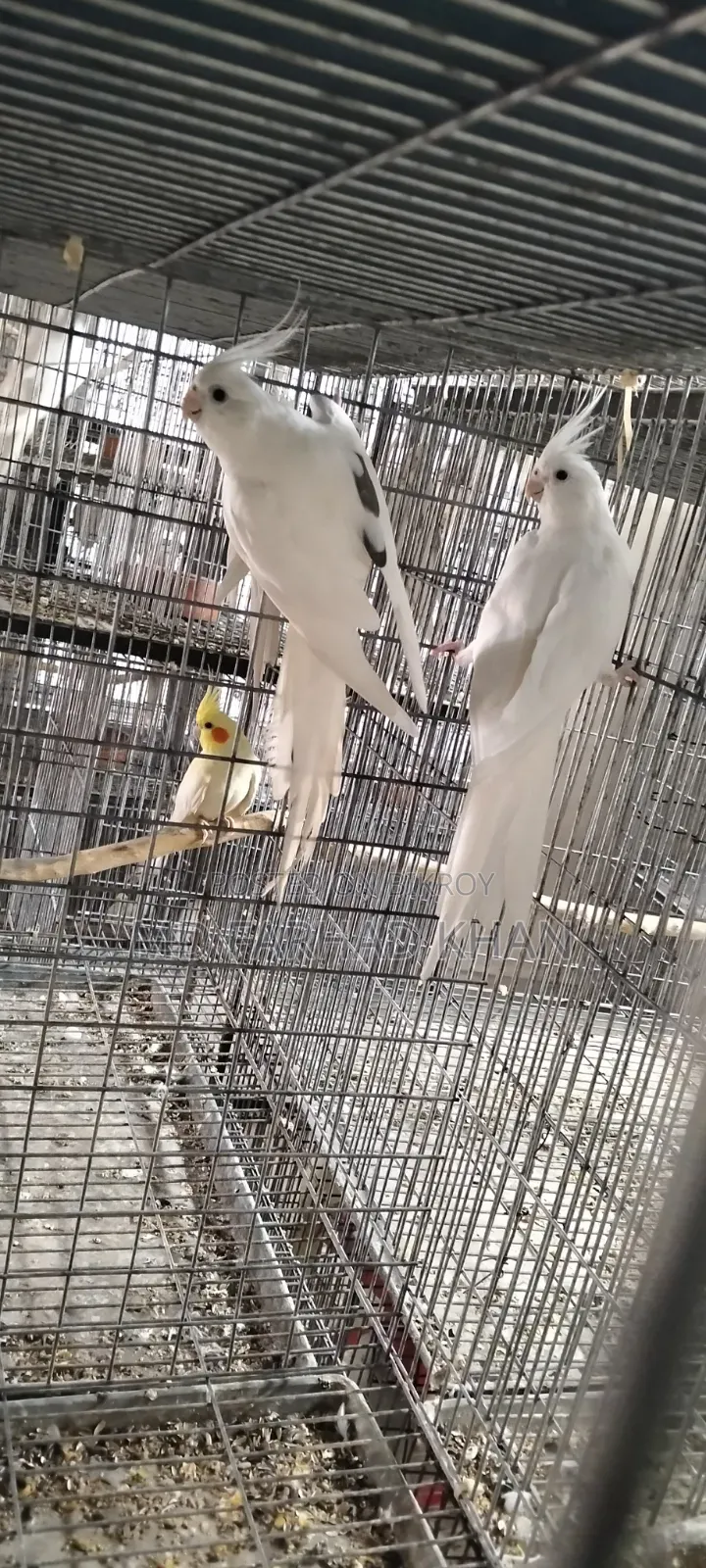 Healthy and strong 40 pairs of Cockatiel birds for sale.