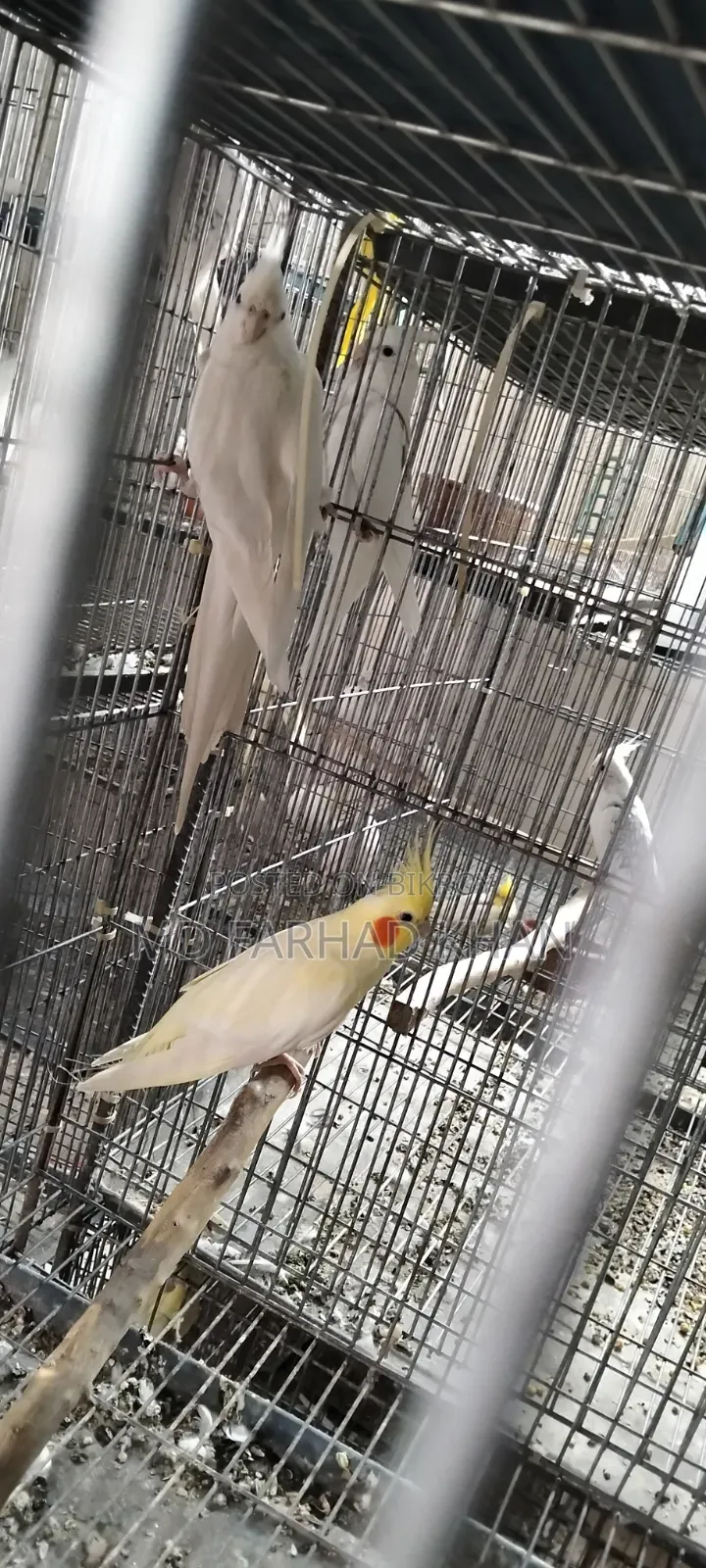 Healthy and strong 40 pairs of Cockatiel birds for sale.