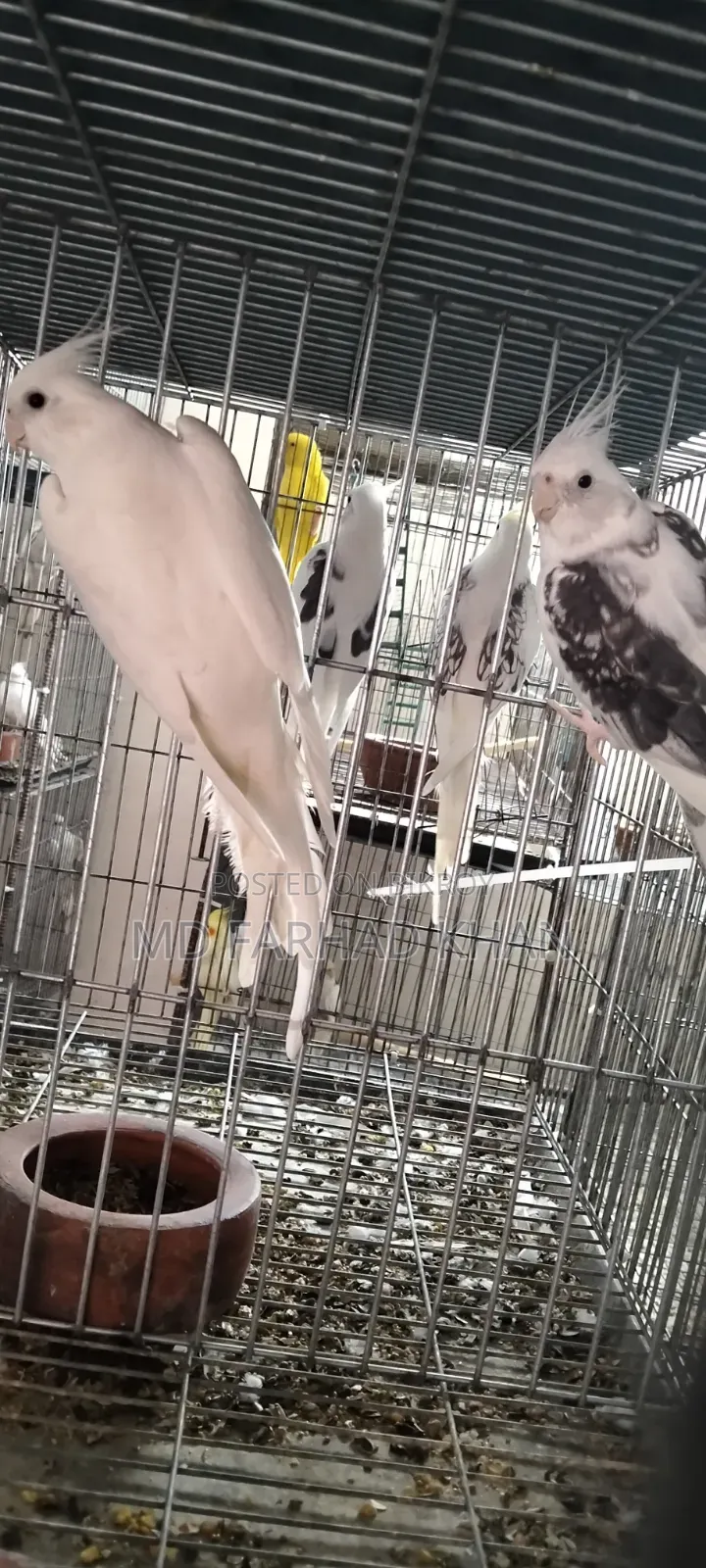 Healthy and strong 40 pairs of Cockatiel birds for sale.