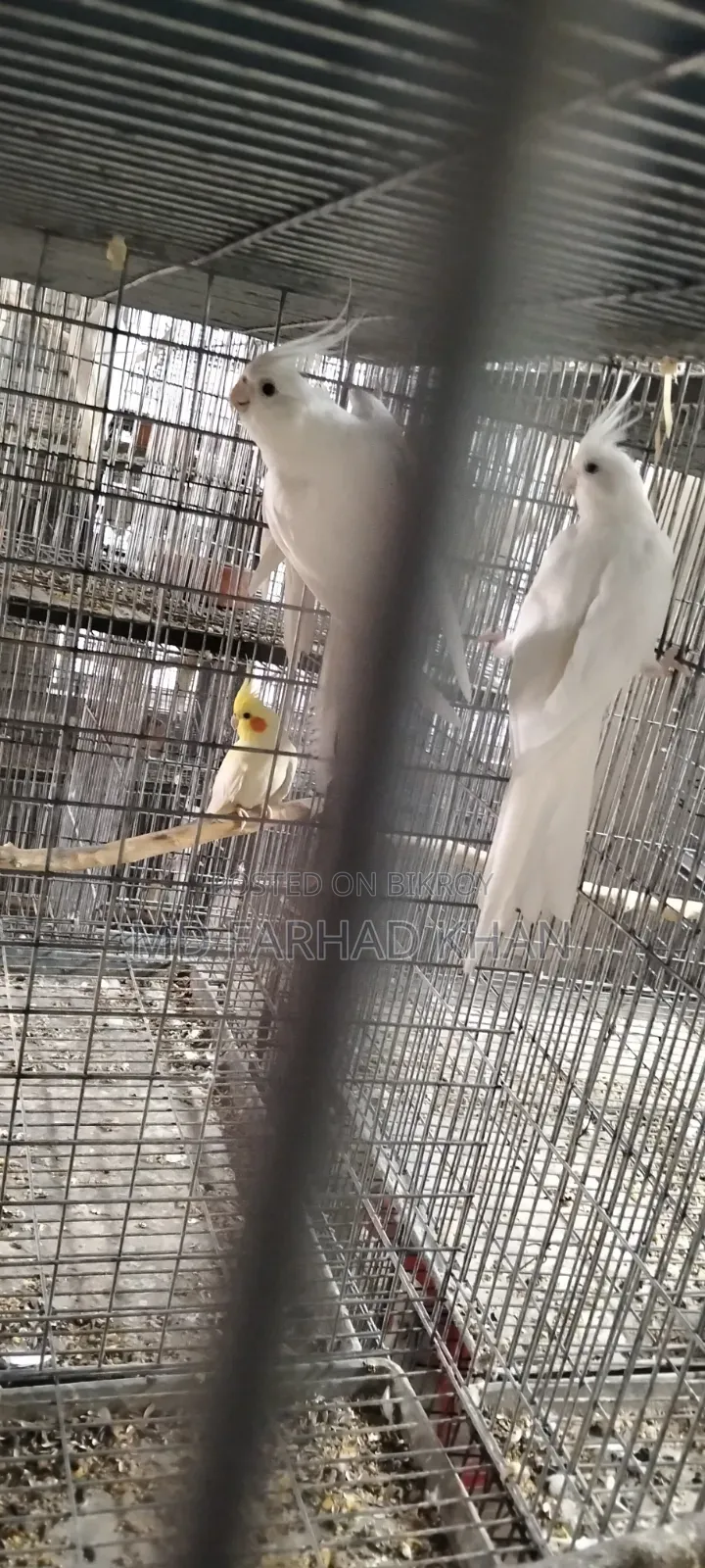 Healthy and strong 40 pairs of Cockatiel birds for sale.
