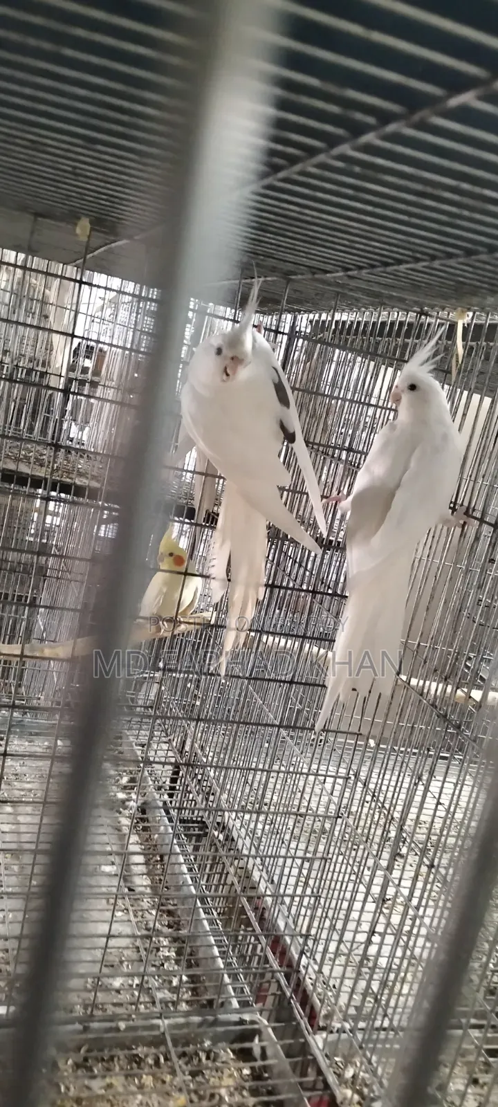 Healthy and strong 40 pairs of Cockatiel birds for sale.