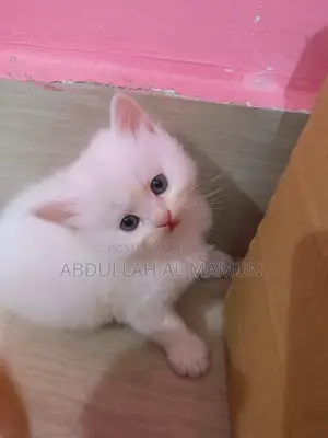 ১-৩ মাস বয়সী ফিমেল পিওরব্রেড পার্সিয়ান
