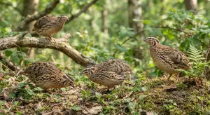 রানিং ডিমপাড়া কোয়ে