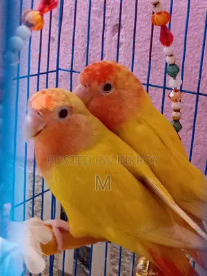 1 Pair Love Birds for Sale