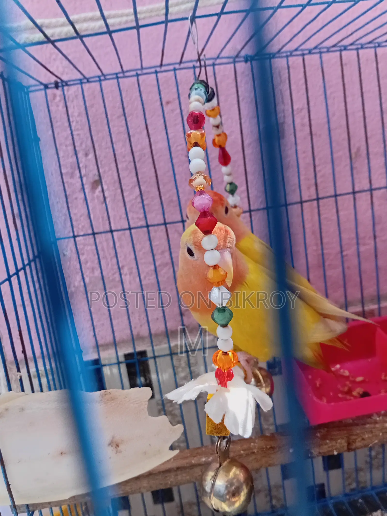 1 Pair Love Birds for Sale