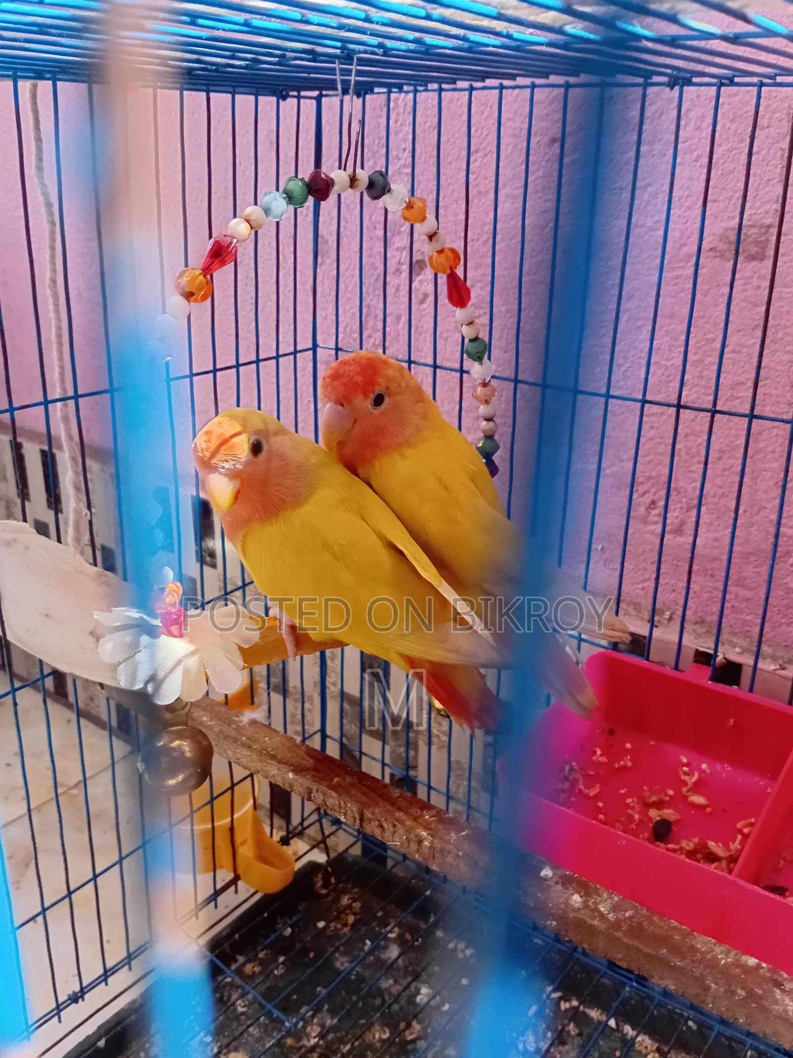 1 Pair Love Birds for Sale