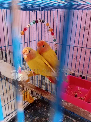 1 Pair Love Birds for Sale