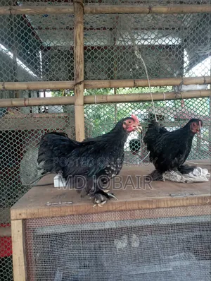 ব্লাক কেচিন