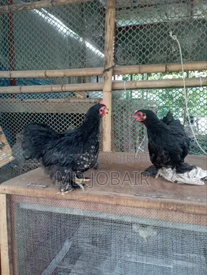 ব্লাক কেচিন