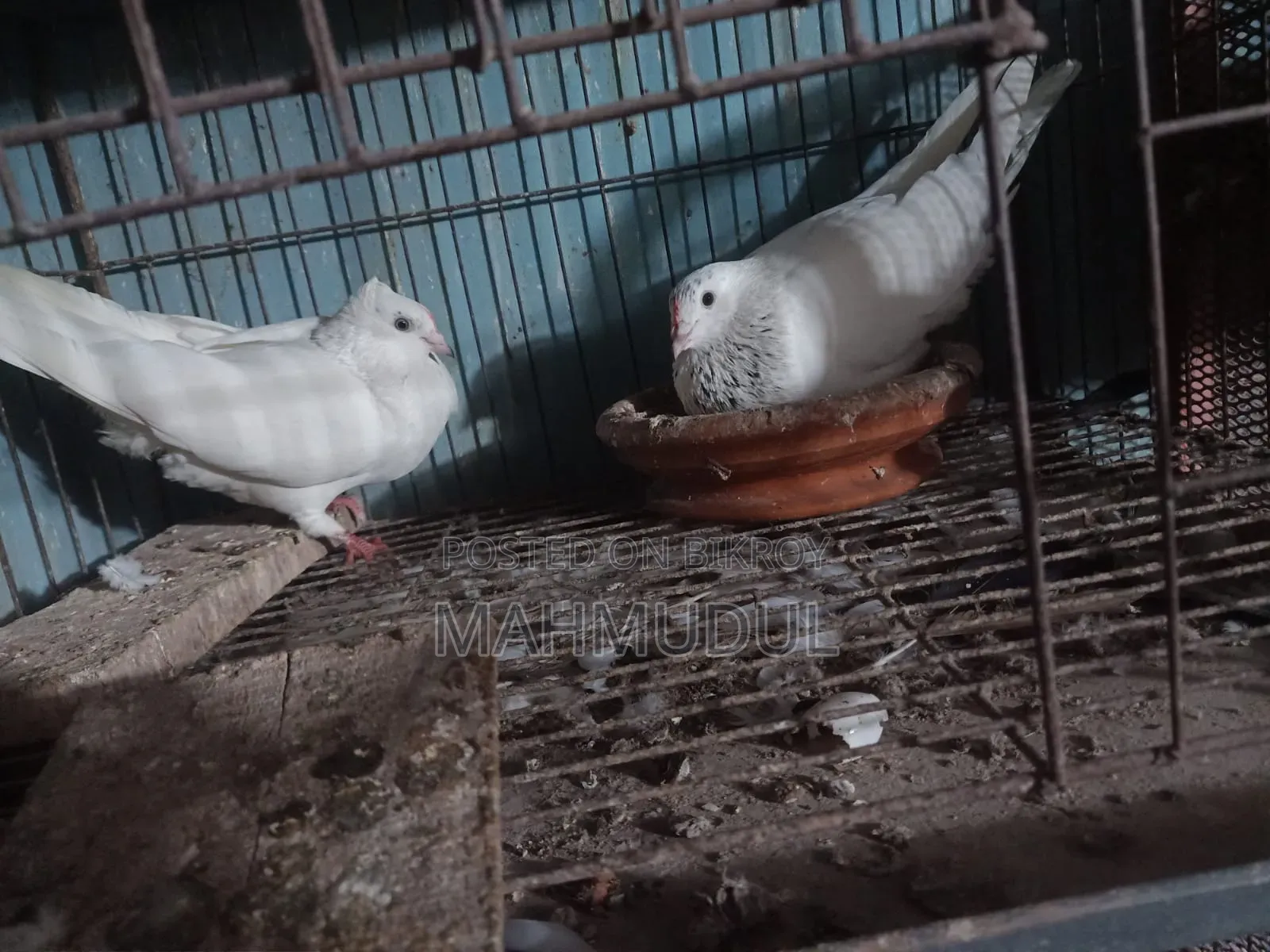 Pigeons for sale