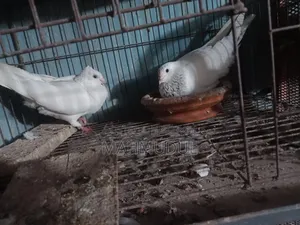 কবুতর বিক্রি হবে