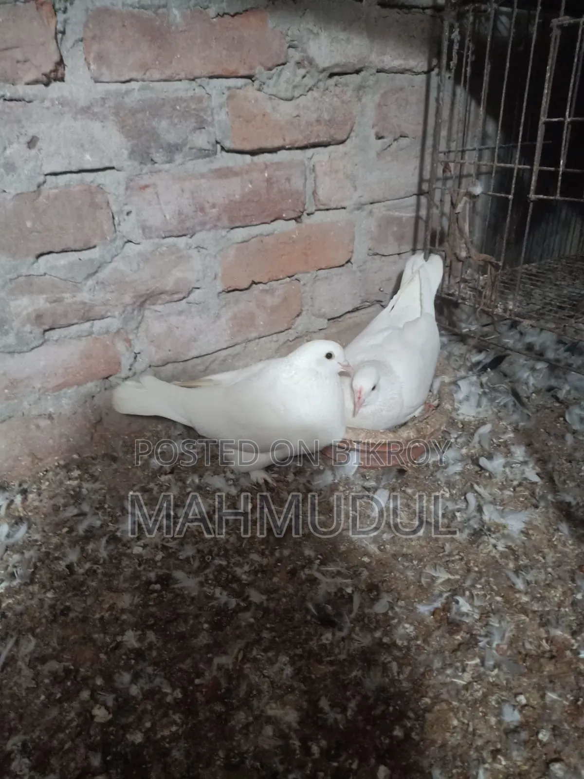 Pigeons for sale