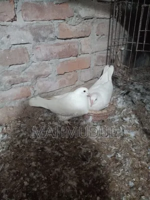 Pigeons for sale