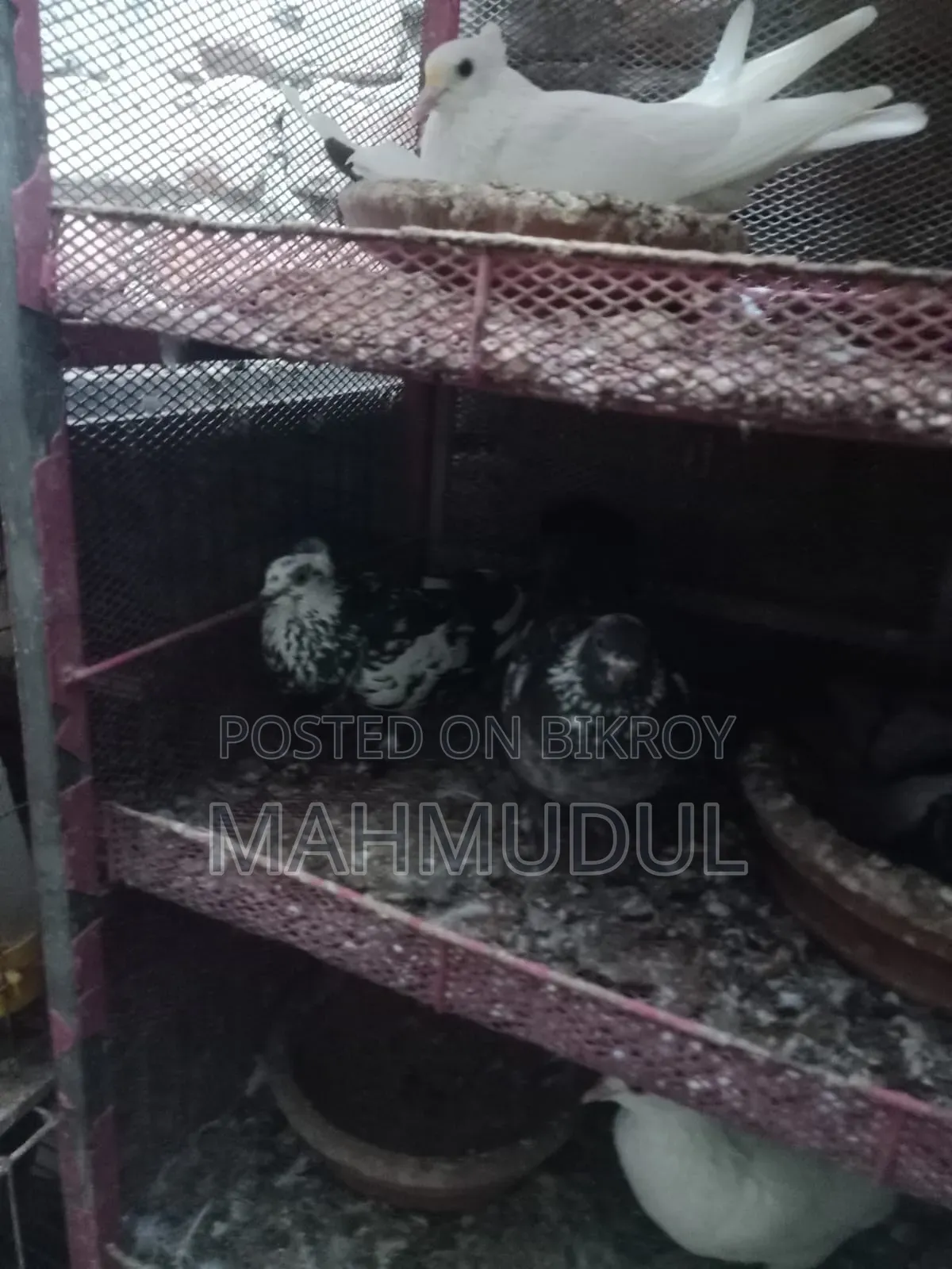 Pigeons for sale