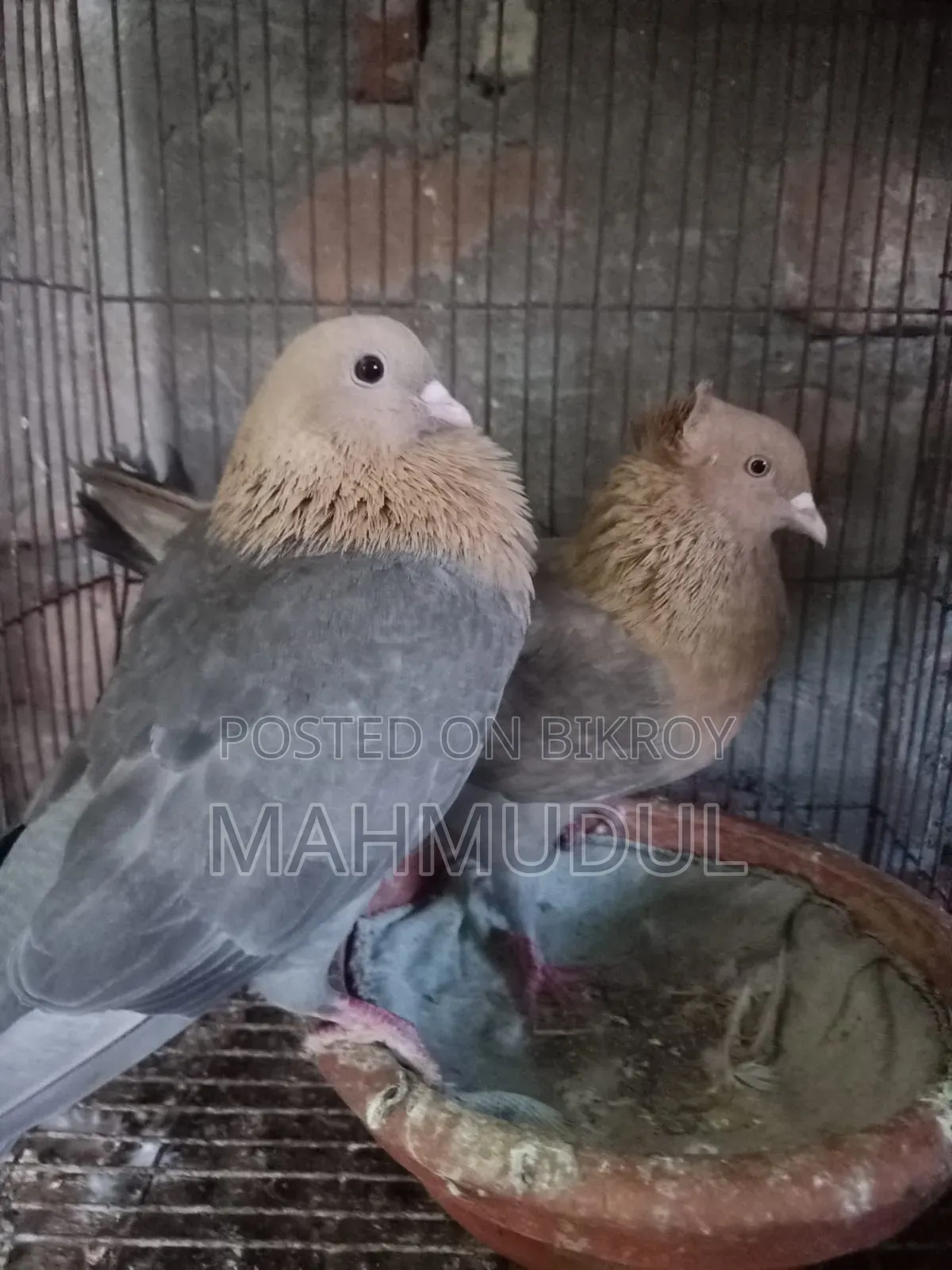 Pigeons for sale