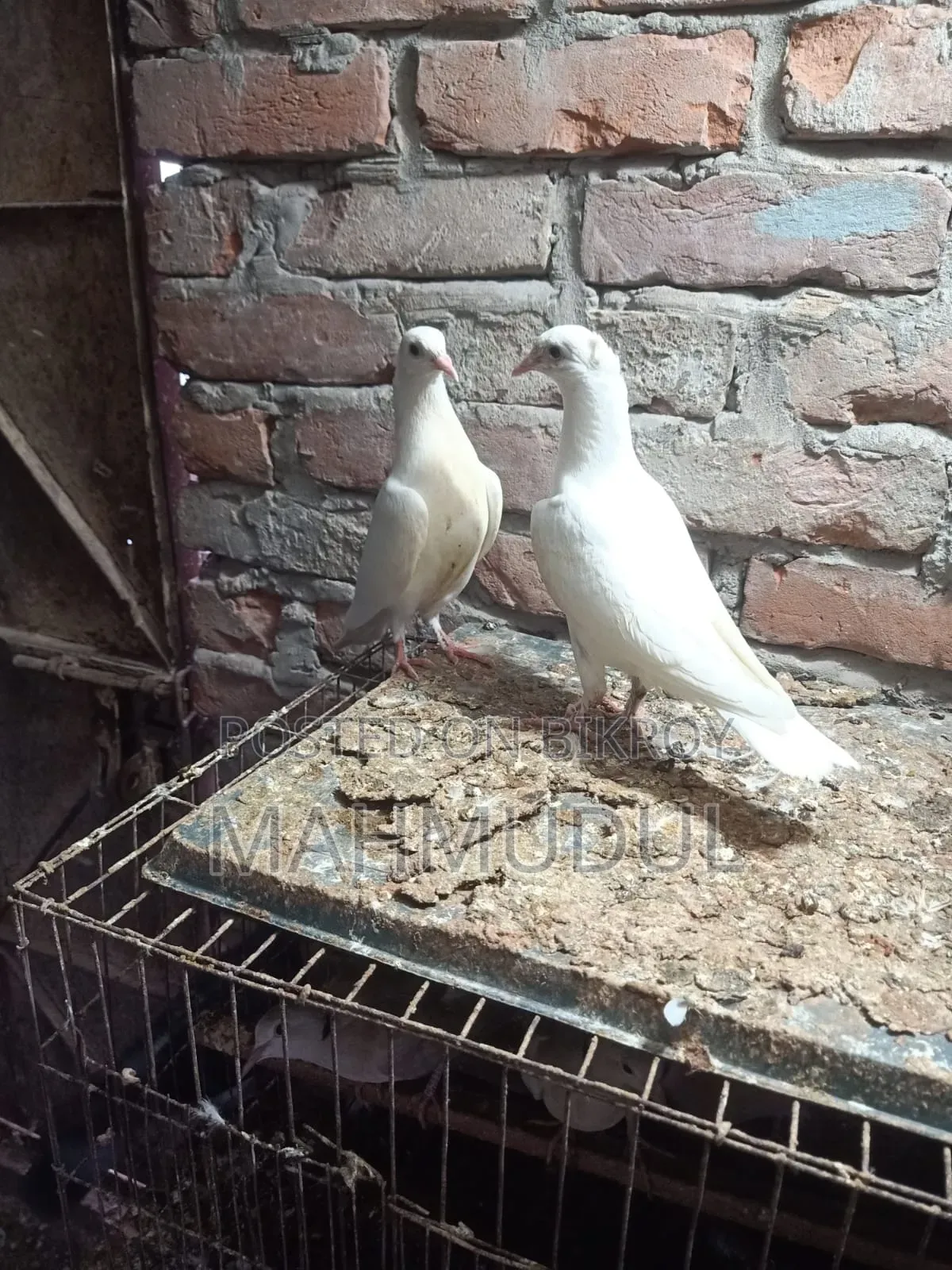 Pigeons for sale