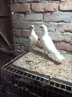Pigeons for sale