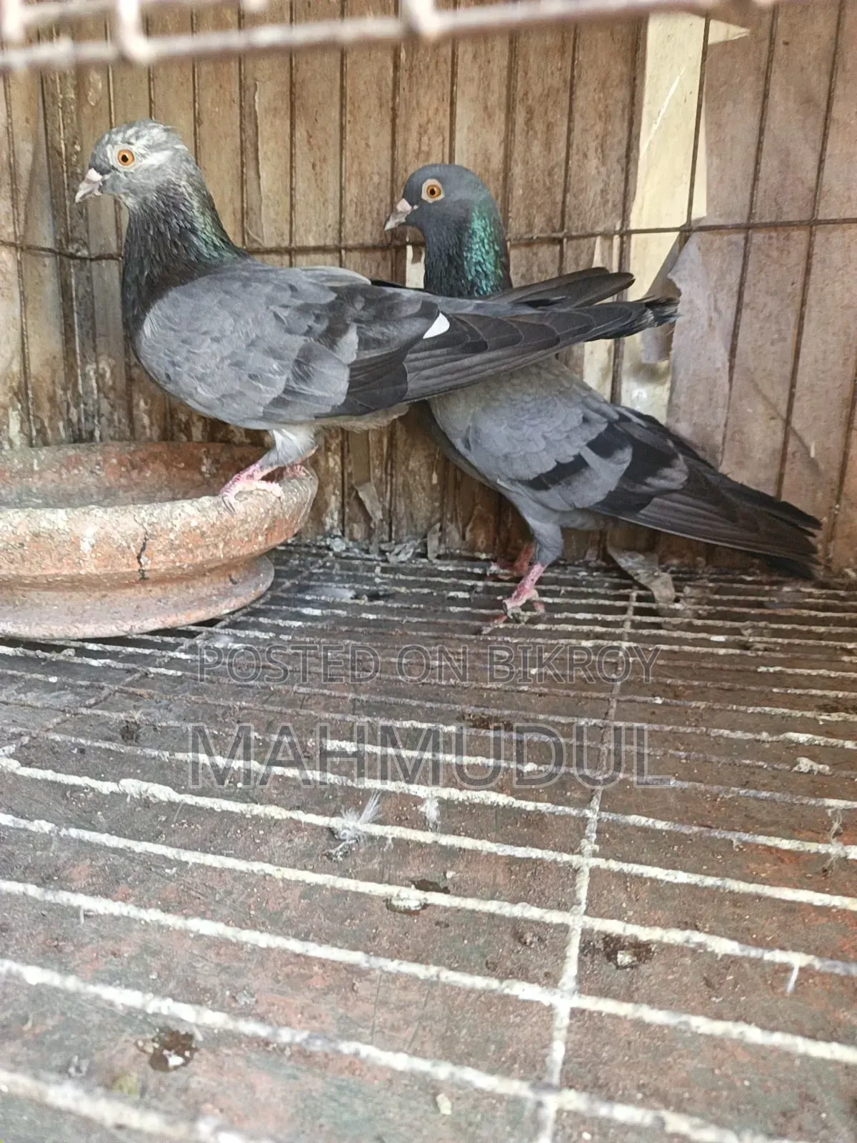 Pigeons for sale