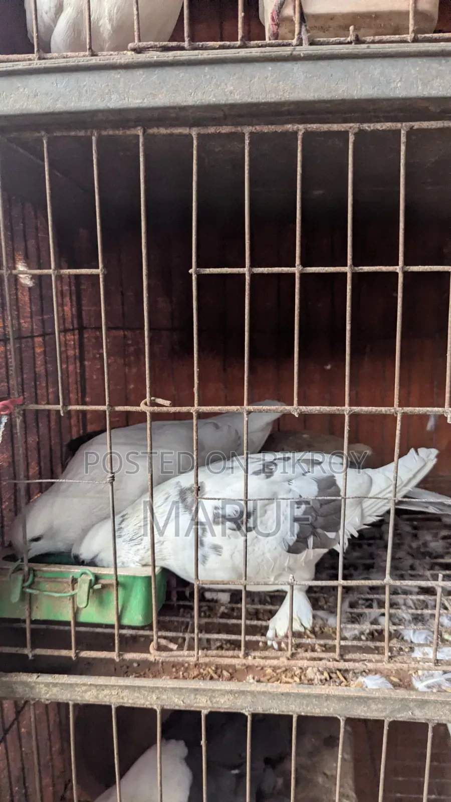 কবুতর ৮ জোড়া
