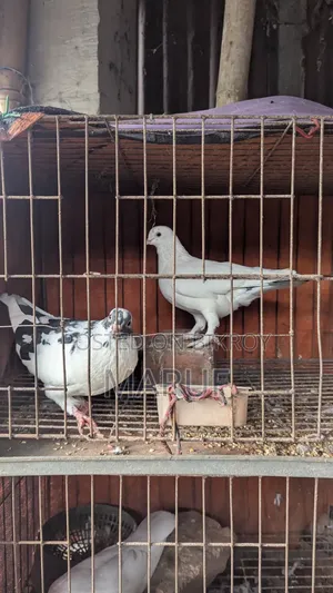 কবুতর ৮ জোড়া