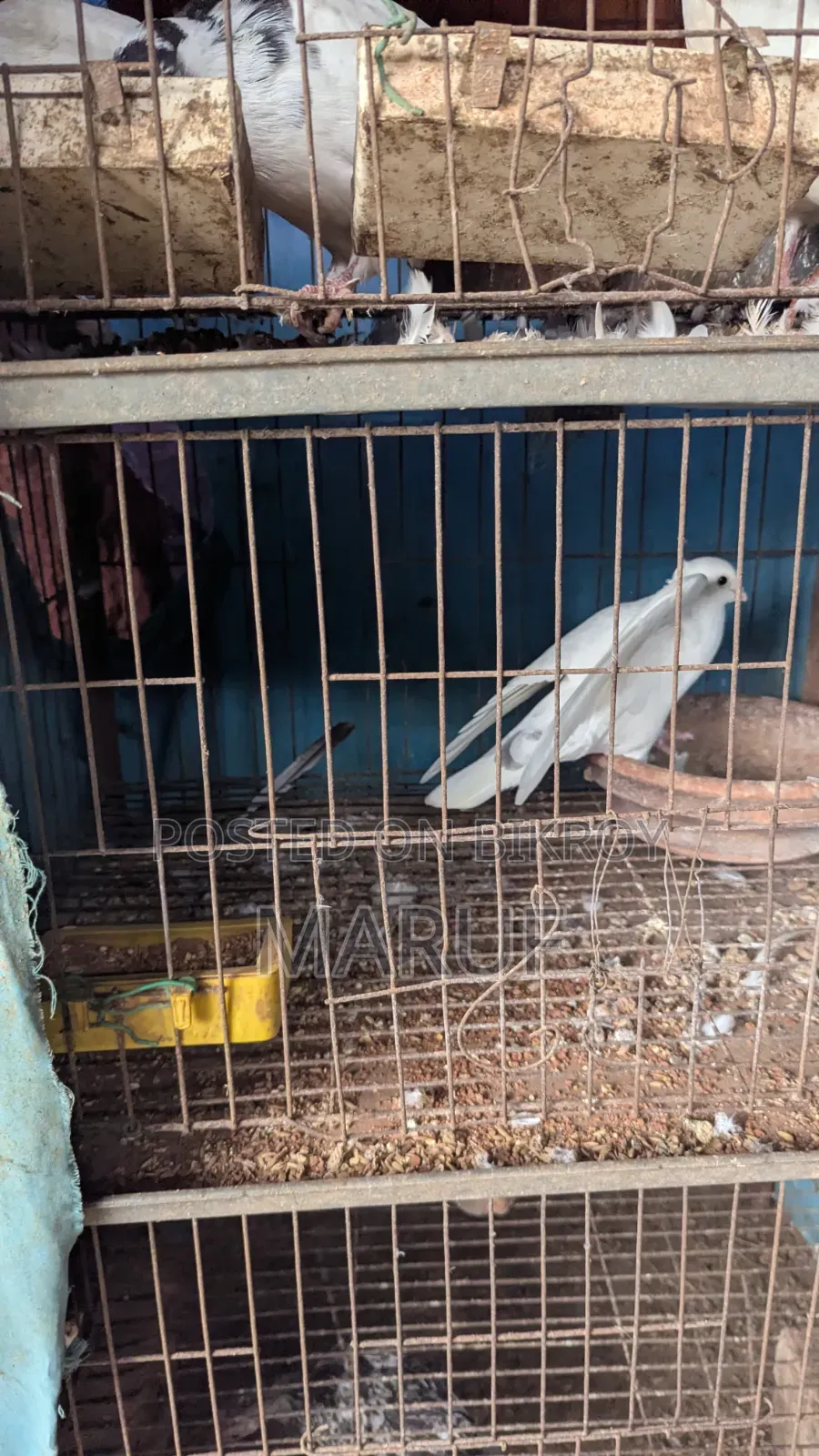 কবুতর ৮ জোড়া