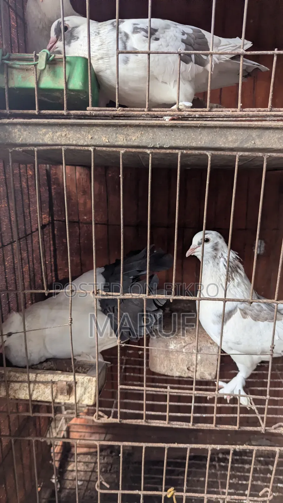 কবুতর ৮ জোড়া