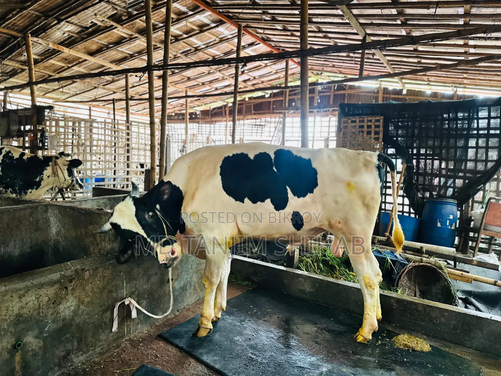Urgent Worker Need for Dairy Farm