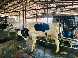 ডেইরি ফার্মের জন্য জরুরী শ্রমিক প্রয়োজন