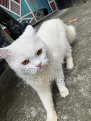 ১+ বছরের পুরুষ খাঁটি পার্সিয়ান বিড়াল