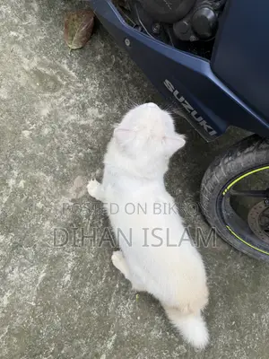 ১+ বছরের পুরুষ খাঁটি পার্সিয়ান বিড়াল