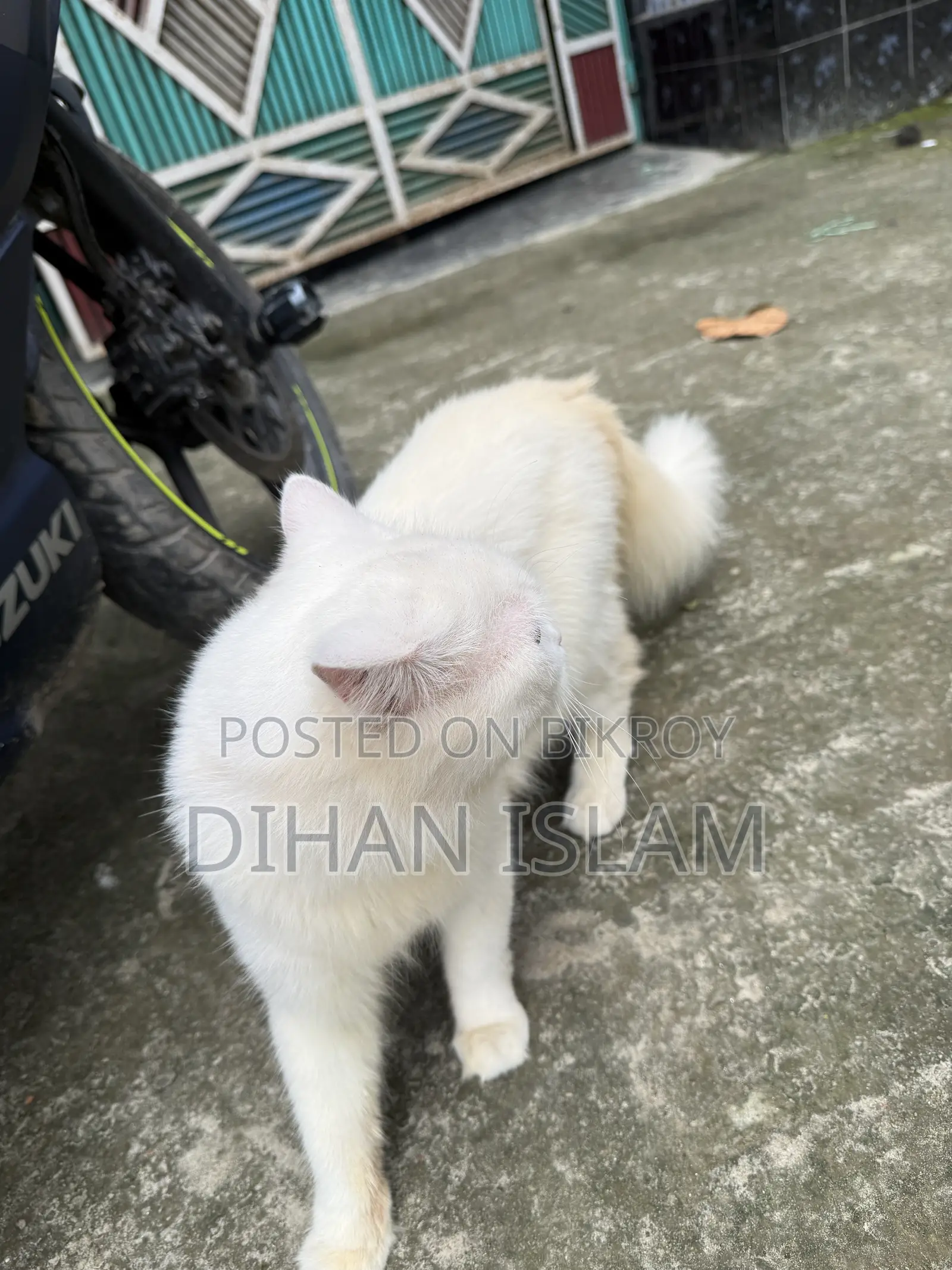 ১+ বছরের পুরুষ খাঁটি পার্সিয়ান বিড়াল