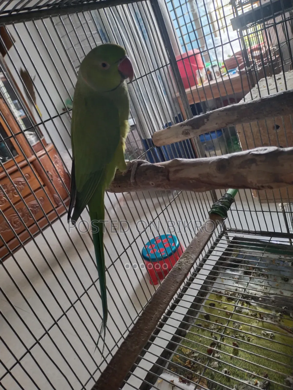 Talking Indian Ringneck Sell