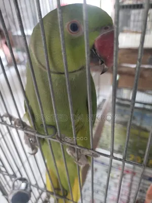 Talking Indian Ringneck Sell