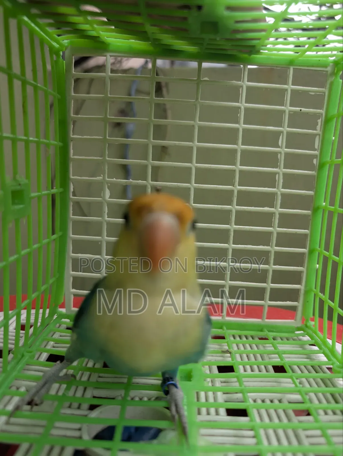 Parblue Opaline Lovebird