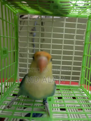 Parblue Opaline Lovebird