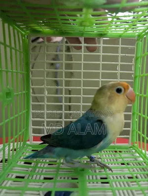 Parblue Opaline Lovebird