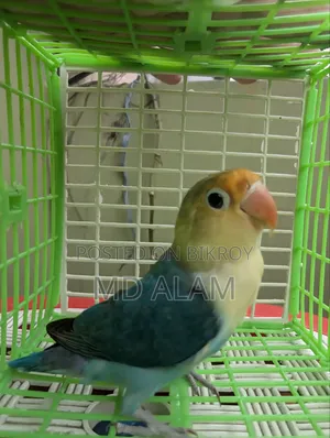 Parblue Opaline Lovebird