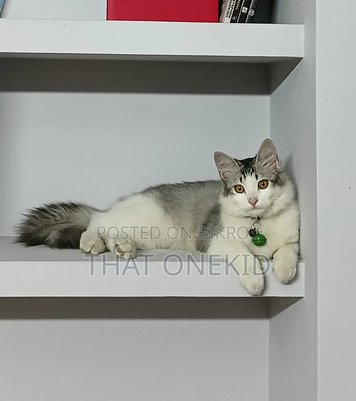 6-12 months Male Male Mixed Breed Maine Coon