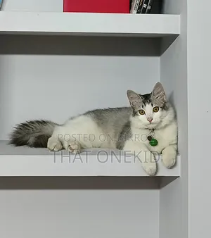 6-12 months Male Male Mixed Breed Maine Coon
