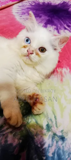 ১-৩ মাস বয়সী পুরুষ পিওরব্রেড পার্সিয়ান
