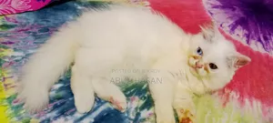 ১-৩ মাস বয়সী পুরুষ পিওরব্রেড পার্সিয়ান