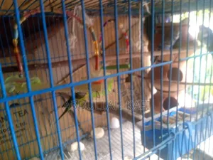 Master Pair Budgie