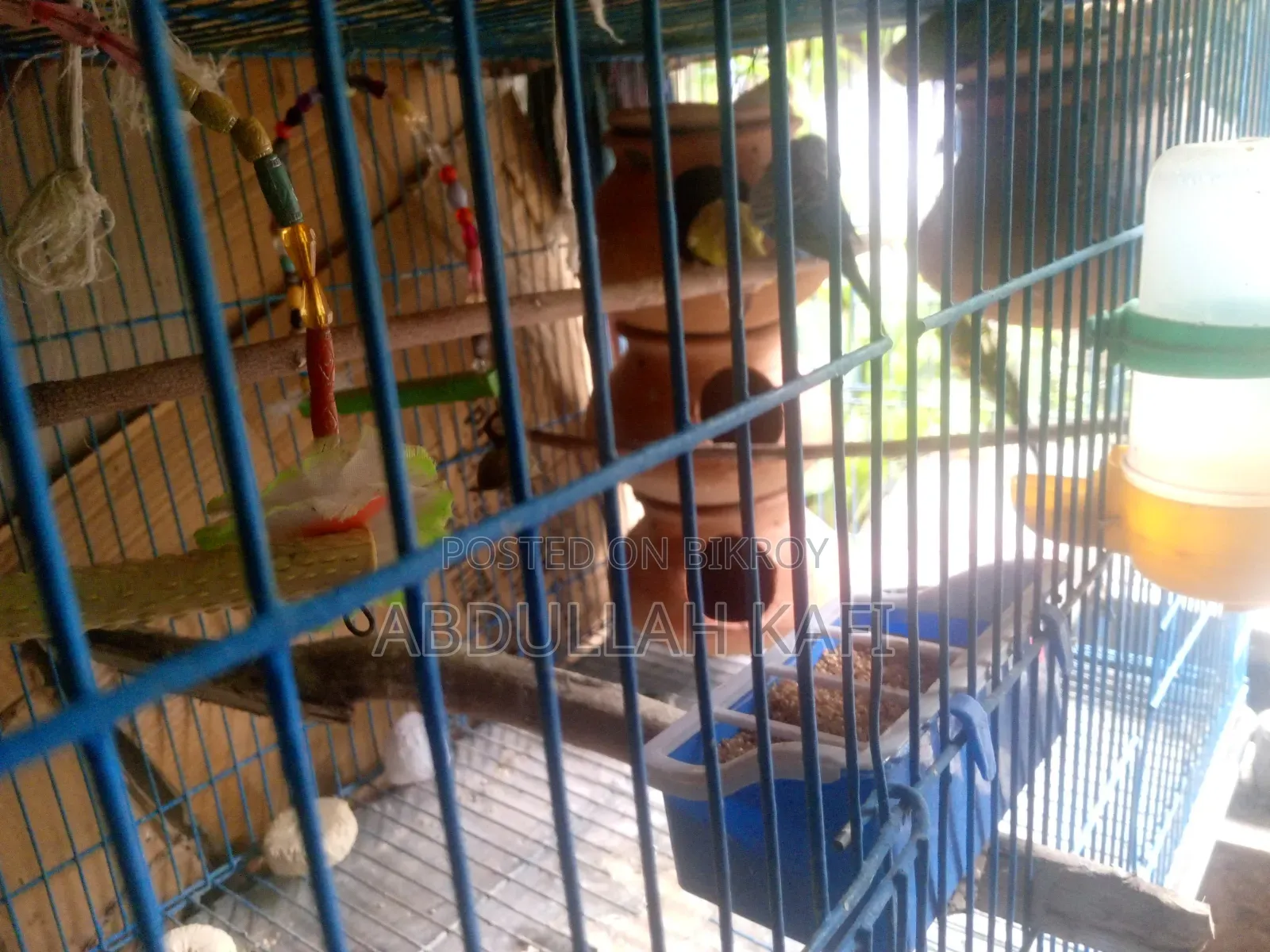 Master Pair Budgie