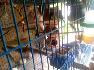 Master Pair Budgie
